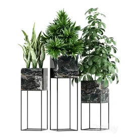 Plants collection maia